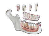 Show details for LOWER JAW - 6 parts - 3X 1pcs