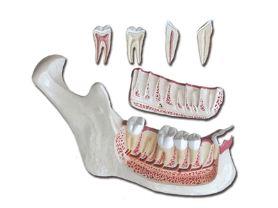 Picture of LOWER JAW - 6 parts - 3X 1pcs