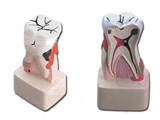 Vairāk informācijas par Zobārstniecības patoloģija - 4X 1gab