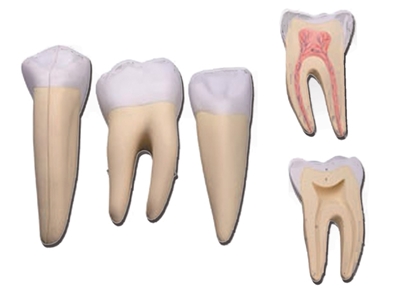 Picture of 3 zobu KOMPLEKTS : Priekšzobs, dzeroklisi, molārs - 5 daļas - 10X 1gab